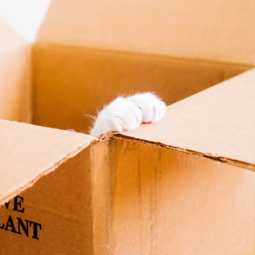 princesscheeto:#Box inspector Cheet.