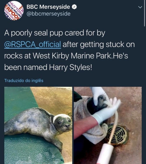 thesefournips:Harry Styles the seal pup is the cutest thing...