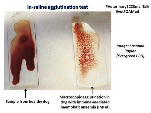 A place to find hints, tips and ask questions. : SLIDE AGGLUTINATION ...