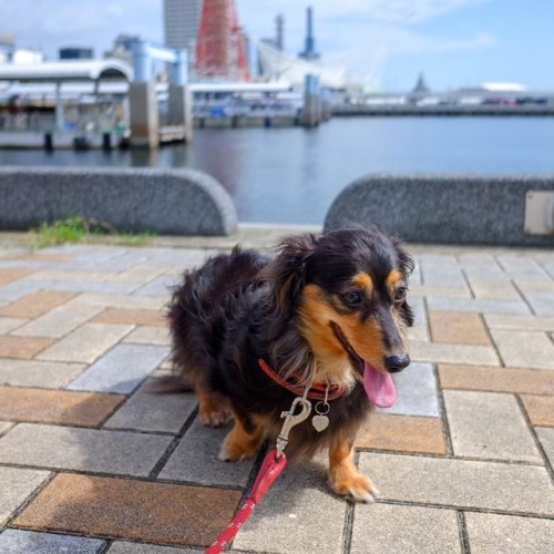 #fujifilm #fujifilm_xseries #fujifilmxf10 #xf10 #犬 #dog #dogs...