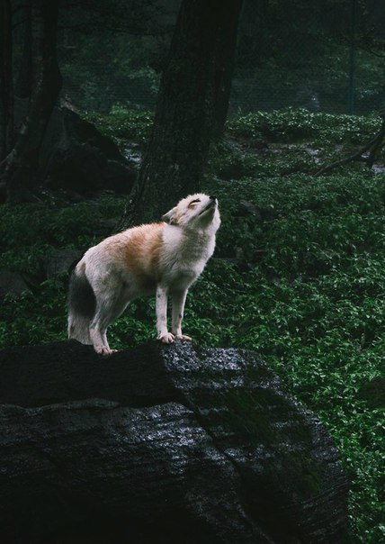fox nature wild life photography animals