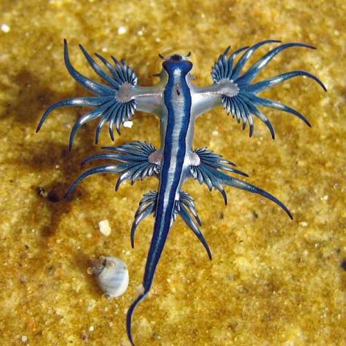 blue slug | Tumblr