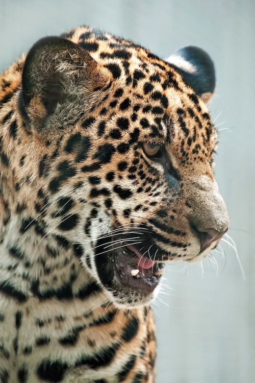 Funny Wildlife • Magicalnaturetour: Jaguar By Victor Shpakov