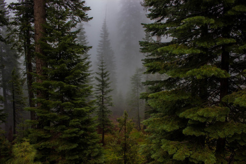 90377:Yosemite forest by Mariano Consoni