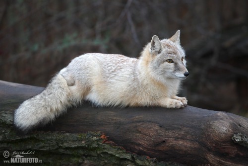 everythingfox:This is a Corsac foxPhoto byJiri Bohdal