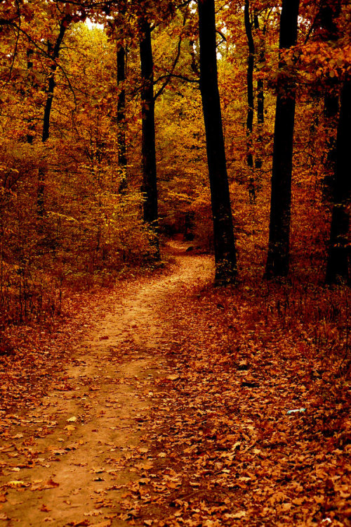 megarah-moon:“Autumn Path” byJordanRobin