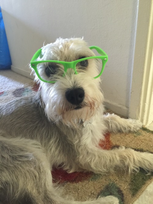 Our Remington is a very hip and sophisticated puppy.