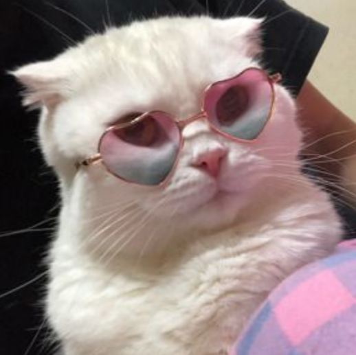 cats in glasses on Tumblr