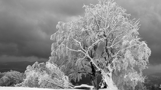 Hazard assessment to prevent tree damage or collapse under snow and ice weight