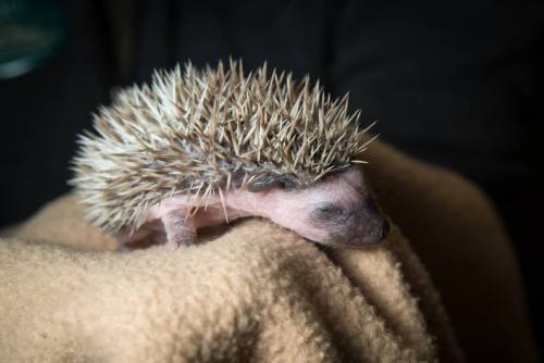 African Pygmy Hoglets Poke About at Oregon ZooHakuna Matata,...