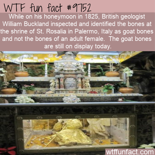 Amazing Random Fact: While on his honeymoon in 1825, British geologist William Buckland inspected and identified the bones at the shrine of St. Rosalia in Palermo, Italy as goat bones and not the bones of an adult female.  The goat bones are still on display today.