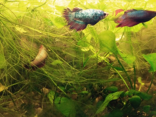 20 gallon long stocking options