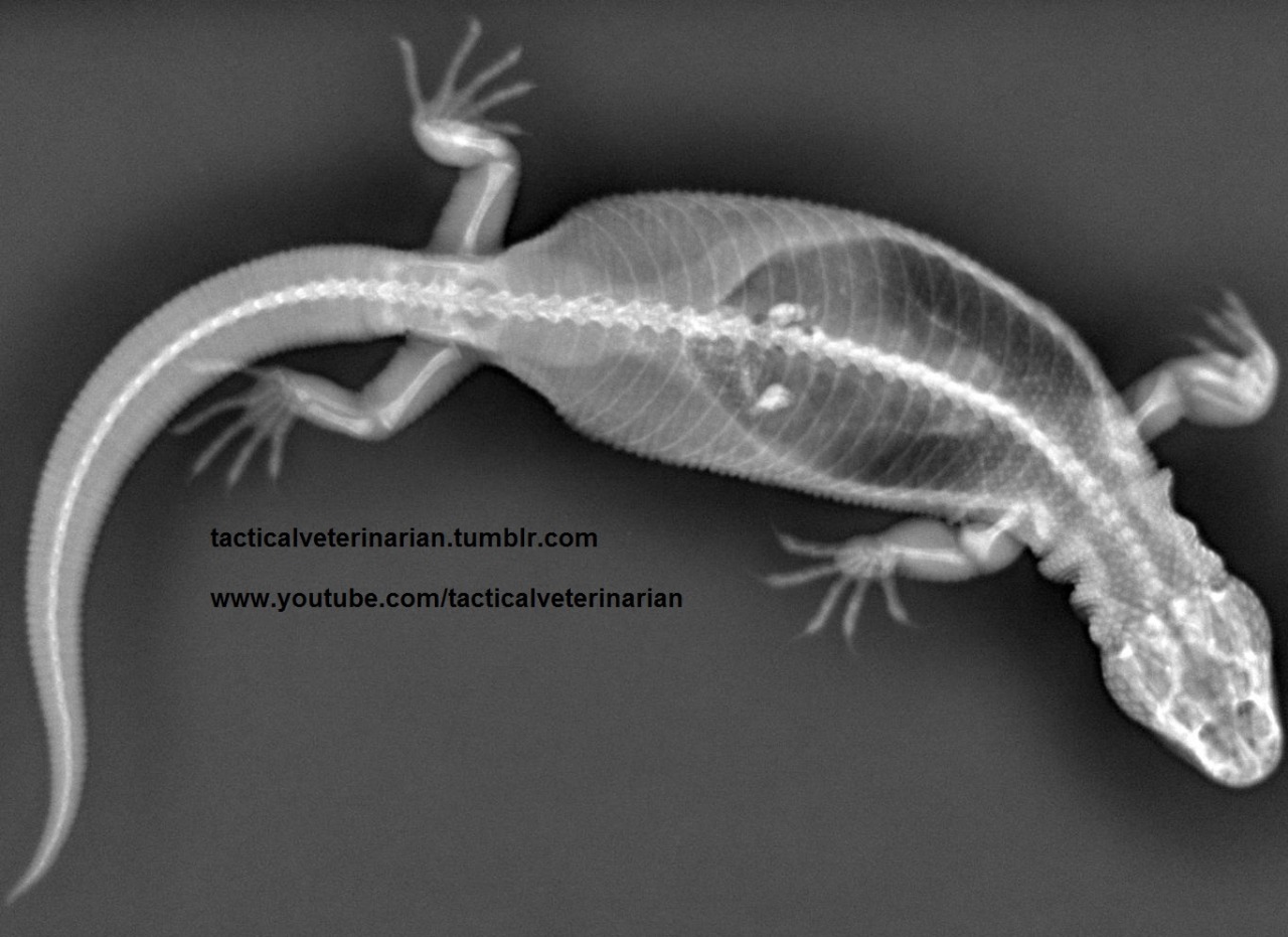 Follow along as I explore the animal kingdom! — X-ray of a beaded lizard!