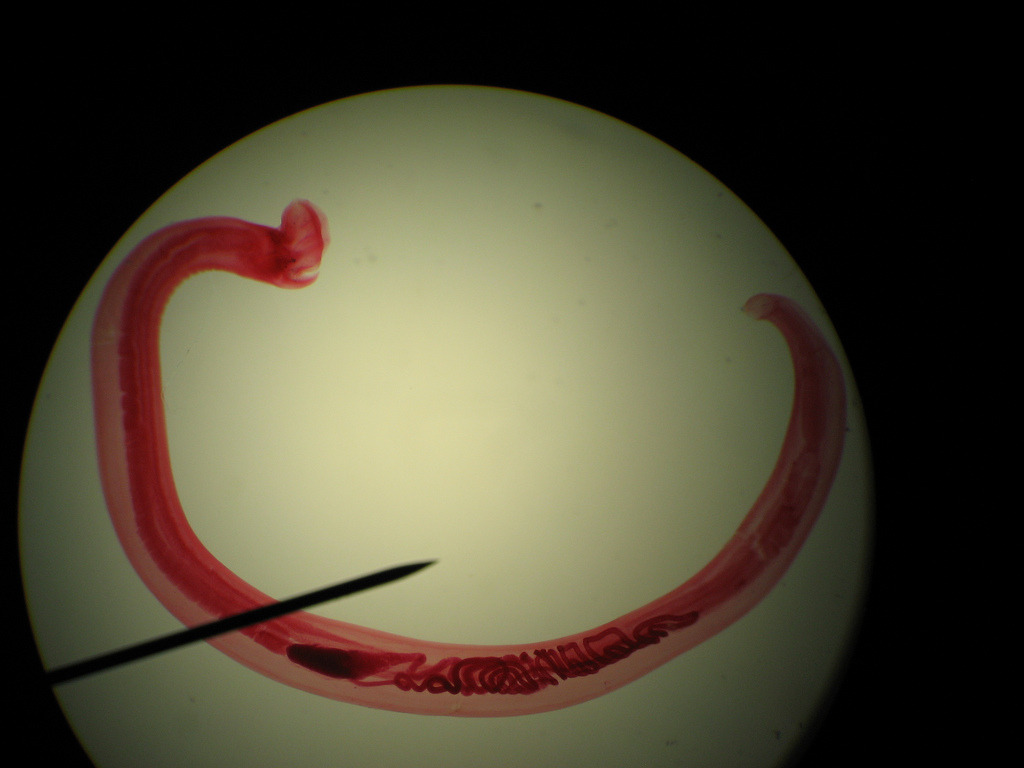 let-s-do-some-zoology-dog-hookworm-ancylostoma-caninum-a-species