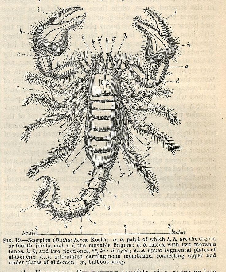 Scientific Illustration | anima-animalia: Scorpions lose more than their...