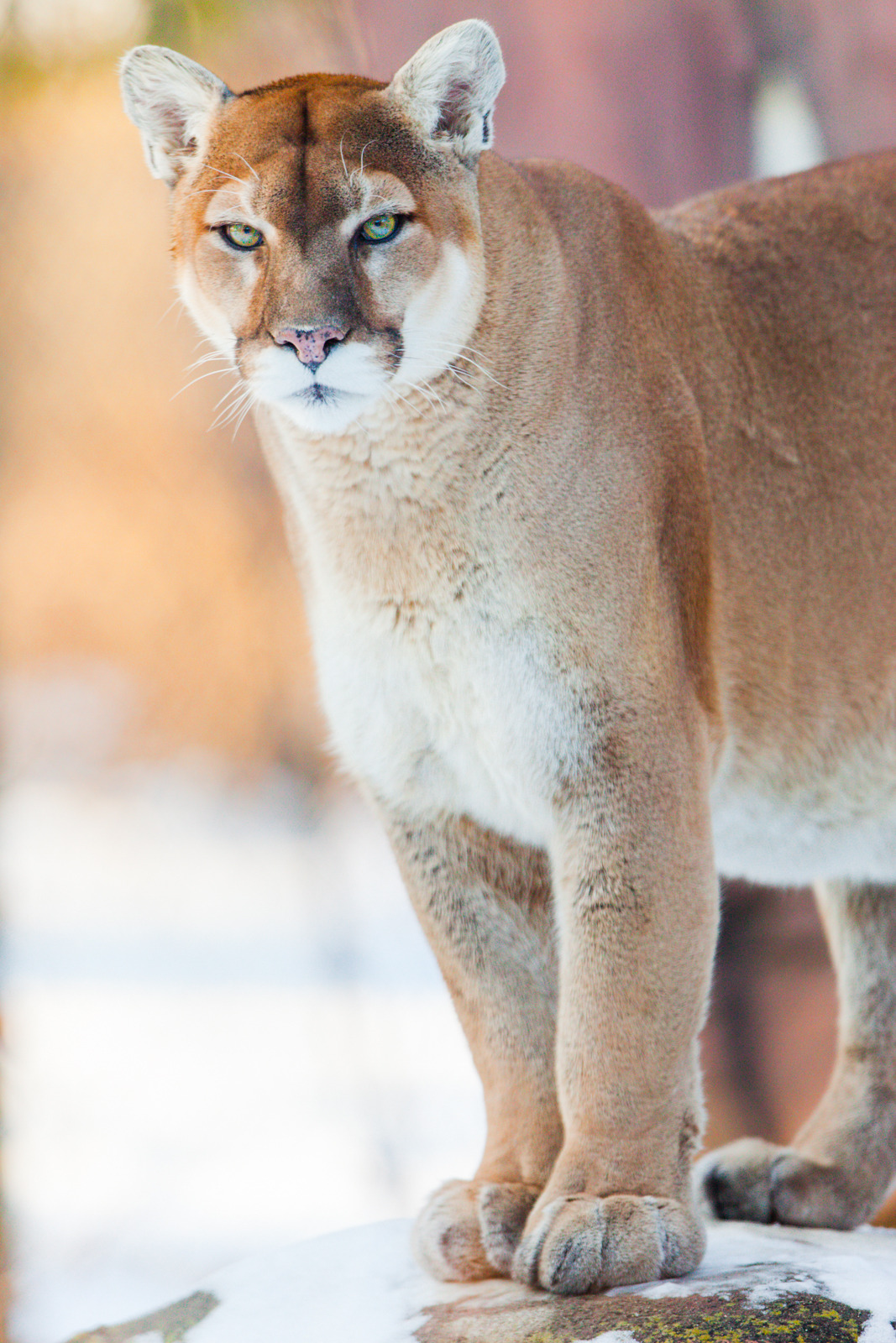what color is a puma