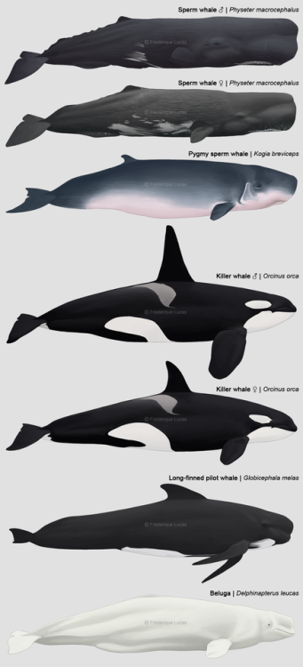 namu-the-orca:Marine Life of the Maritime Provinces,...