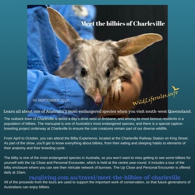 BatsRule! — Meet the bilbies of Charleville Learn all about...