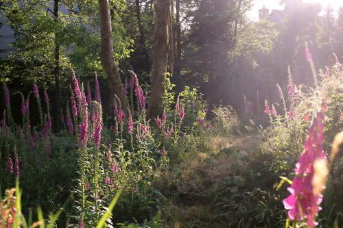 ruby-pink:[Foxglove pathway]