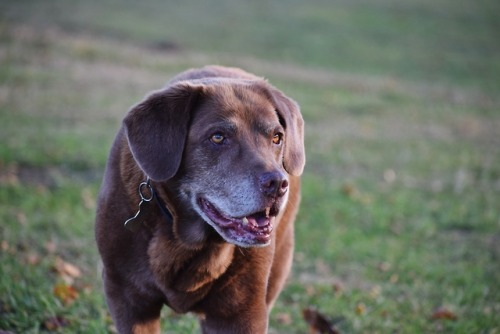 ollietherottweiler:13 years young <3 still got a nose for...