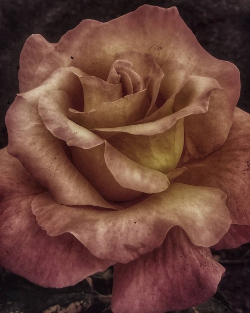 A Faded Rose#rose #fadedrose