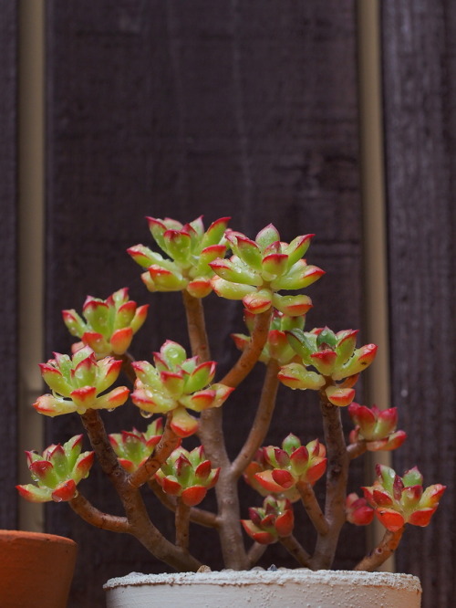 markunsan:Echeveria Supia