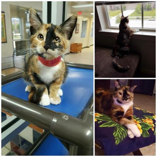 animaladoptions:From lonely to loved, my little girl found her...