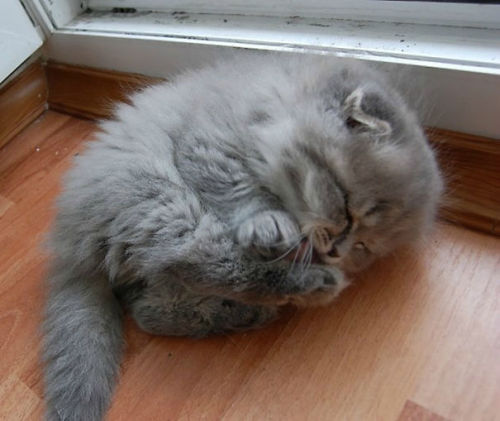 hollowedskin:boredpanda:20+ Of The Fluffiest Cats In The...