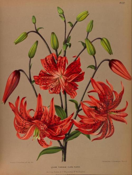 heaveninawildflower:Lilium.Illustrations taken from ‘Album van...