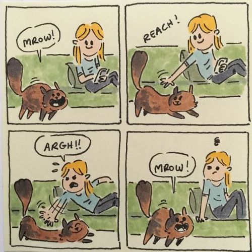 catsbeaversandducks