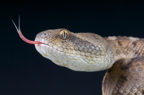 lovingexotics: Oman Saw-Scaled Viper Echis Omanensis ...