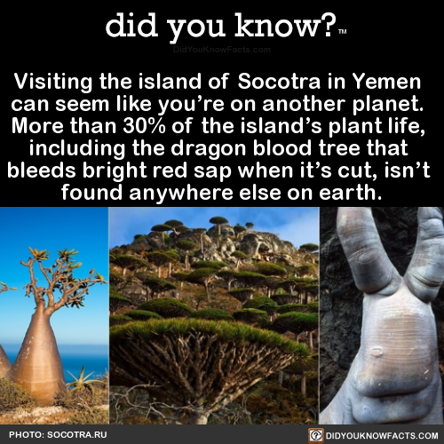 Did You Know Visiting The Island Of Socotra In Did You Know