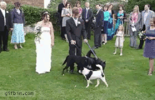 Catgifcentral: "No invite a este perro a su boda"