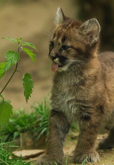 cuteanimalsgifspics