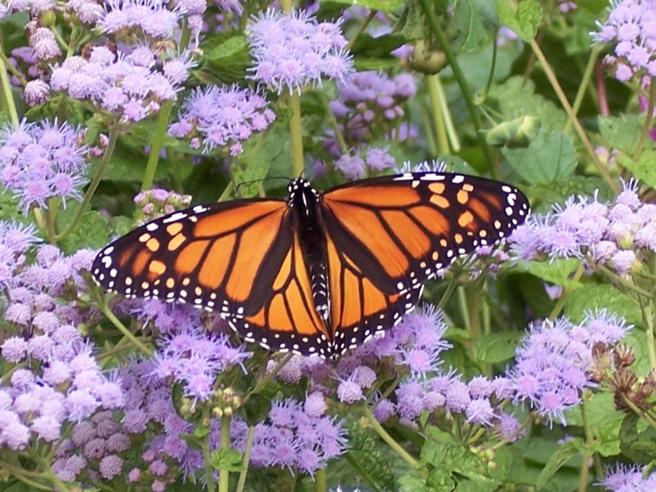 monarch butterfly on Tumblr