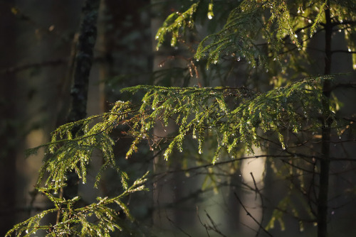 michaelnordeman:A quiet moment. Värmland, Sweden.