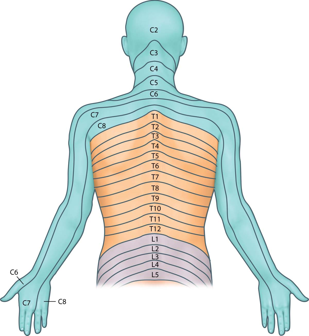 Cervical Dermatome Image