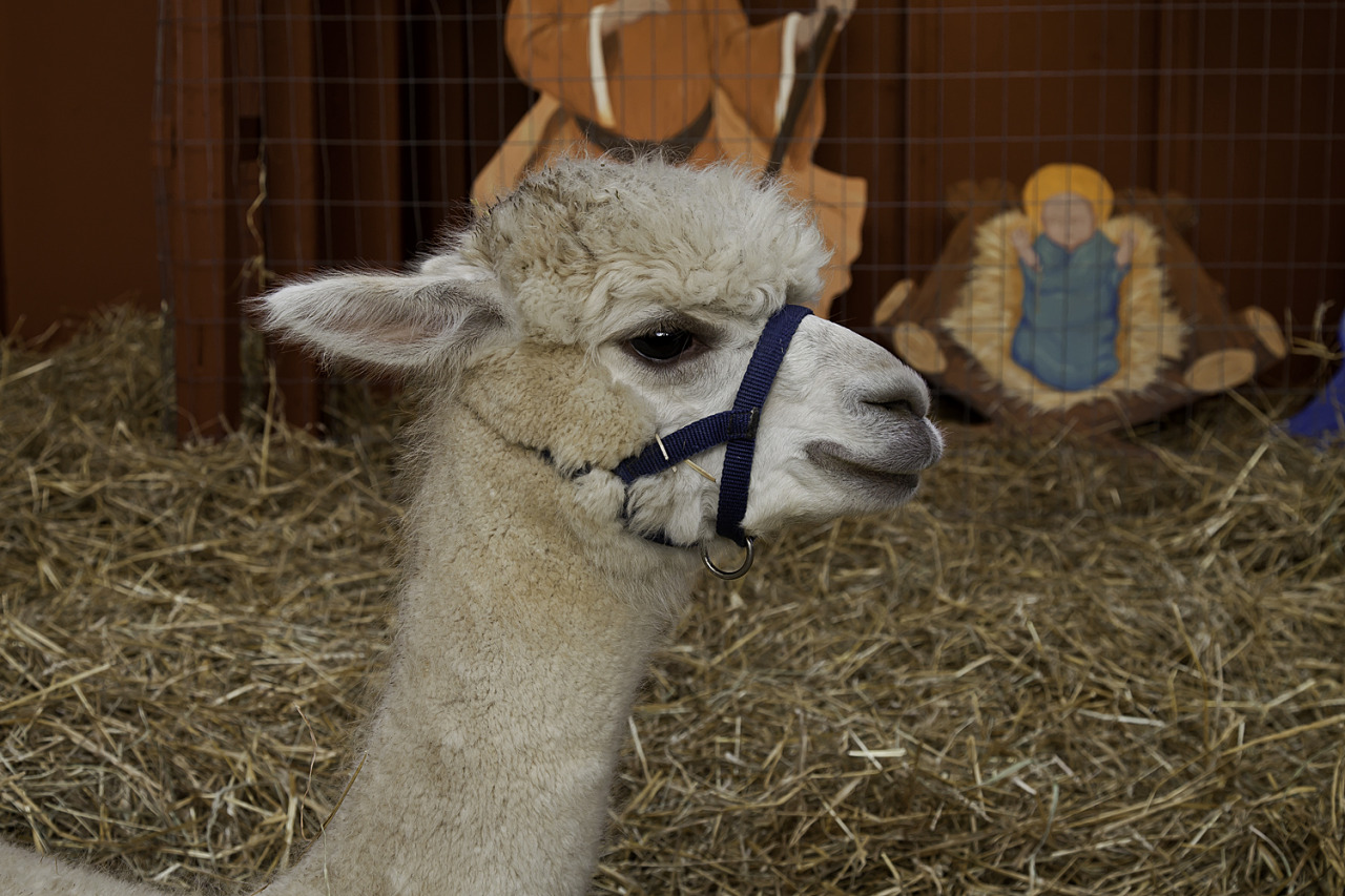 Pat Gavin Photography Alpaca Watson S Garden Center York Rd