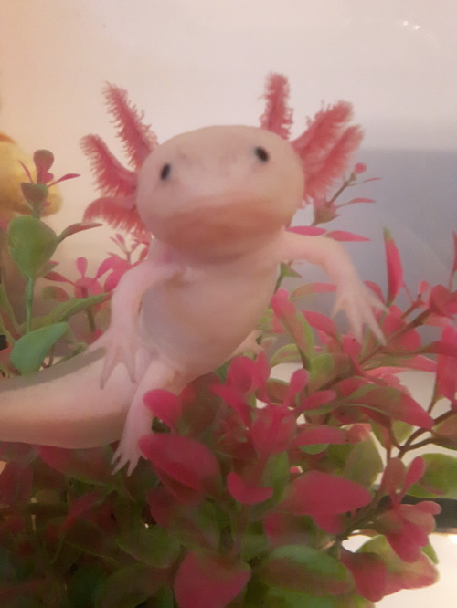 axolotl baby | Tumblr