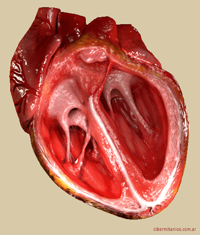 Resultado de imagen de corazon bombeando sangre gif