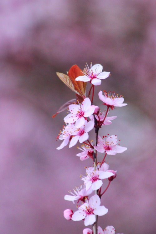 comoxphotography:Cherry blossoms are finally back.