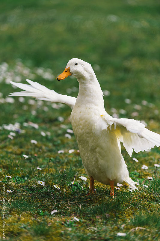 Country Whisper — American Pekin duck spreading her wings ...