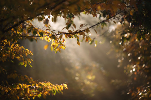 owls-n-elderberries: Into the light by Tammy Schild Via...