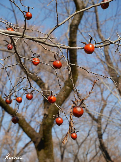 kerovous:Own picture : # 7, Persimmons,  January  2019