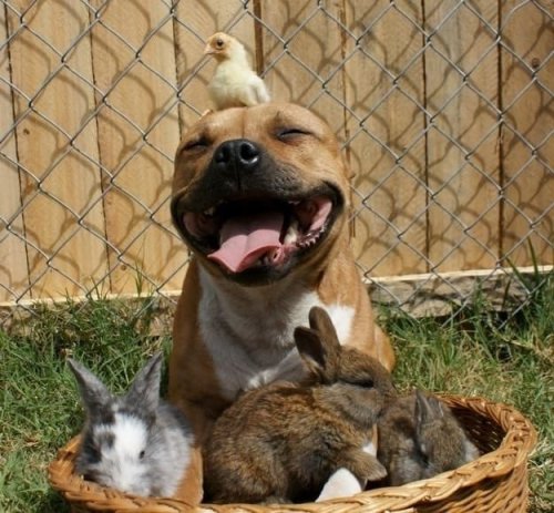 babyanimalgifs:here’s a collection of smiling pitbulls