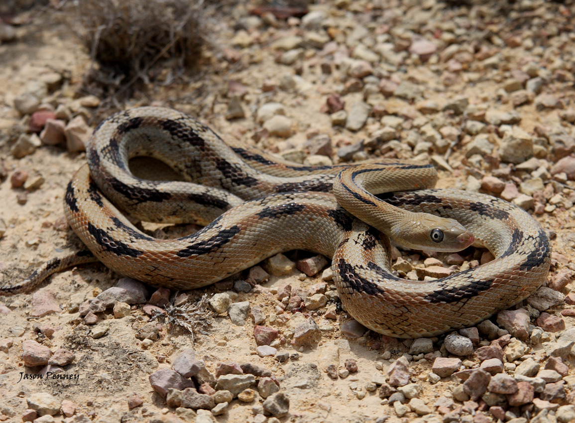 Reptile Facts - The Trans-Pecos Rat Snake (Bogertophis...