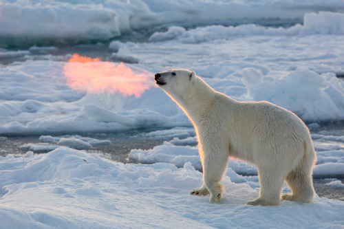 blazepress:Sun rays shine on the warm breath of a polar bear.