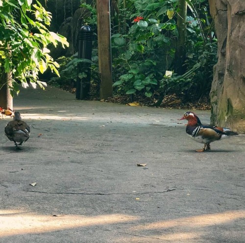 todaysbird:todays birds are: these mandarin ducks!