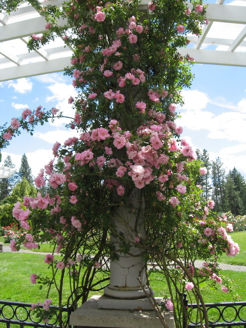 lantiquerose:My favorite pink climbing roses at my...