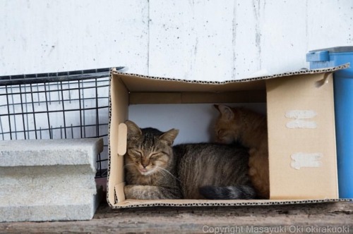 2人暮らし。#cat #ねこ...